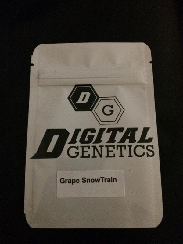 Grape Snow Train (Purple Trainwreck x (White Fire OG # 3 X Snowlotus)) 12 Regular Seeds