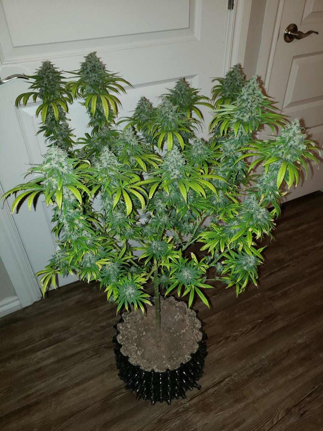 Super Strawberry Diesel (Kyle Kushman's Strawberry Cough x Strawberry