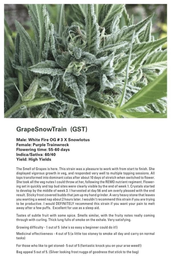 Grape Snow Train (Purple Trainwreck x (White Fire OG # 3 X Snowlotus)) 12 Regular Seeds