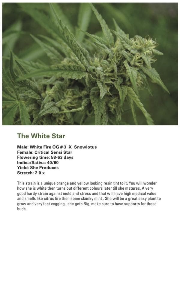 The White Star (Critical Sensi Star x [White Fire OG # 3 X Snowlotus]) 12 Regular Seeds