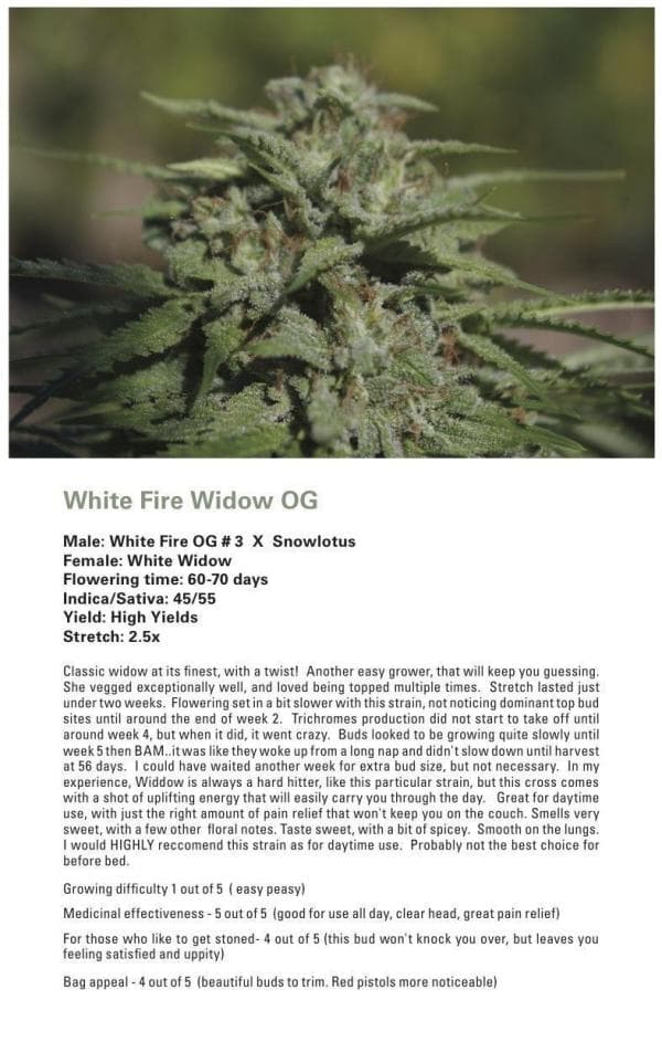 White Fire Widow OG (White Widow x (White Fire OG # 3 X Snowlotus)) 12 Regular Seeds