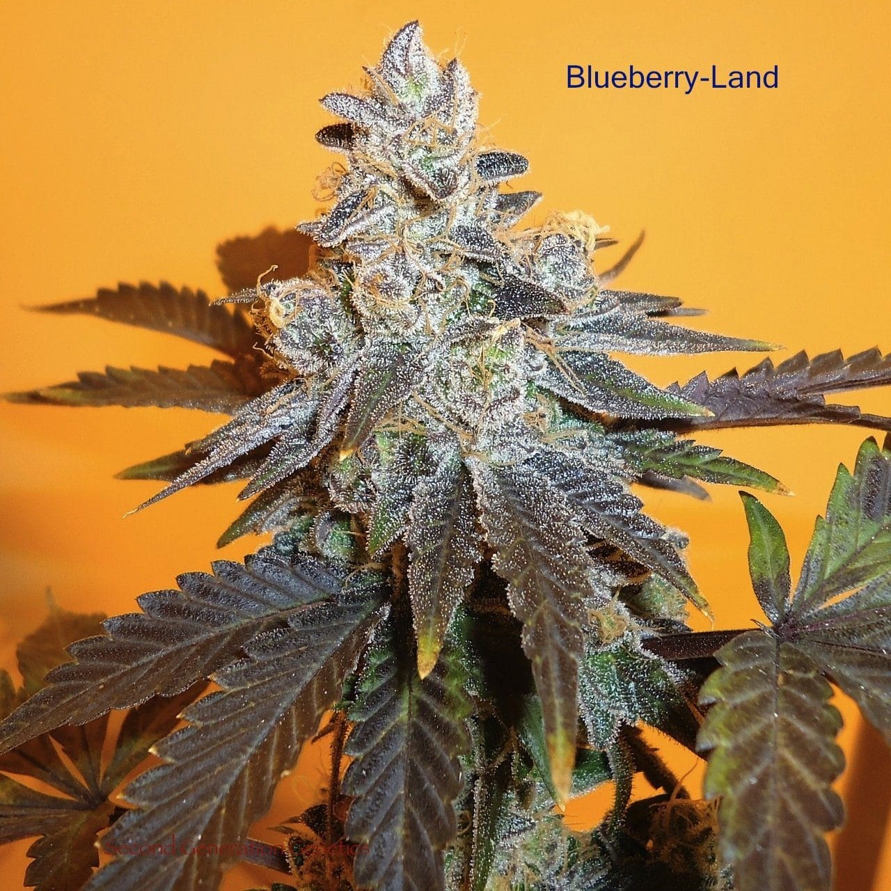 BlueberryLand (Candyland x DJ Short F4 Blueberry) 13 Regular Seeds