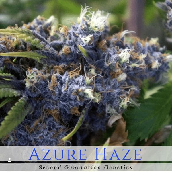 Azure Haze (Super Silver Haze x DJ Short F4 Blueberry) 14 Regular Seeds
