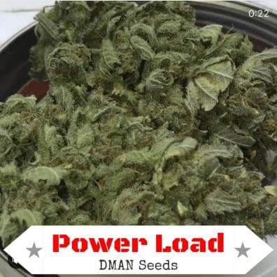 Power Load F2 (UK Cheese x Super Silver Spice) 15 Regular Seeds