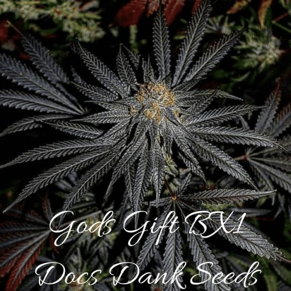 God's Gift BX (God's Gift x Professor Moriarty) 10 Regular Seeds