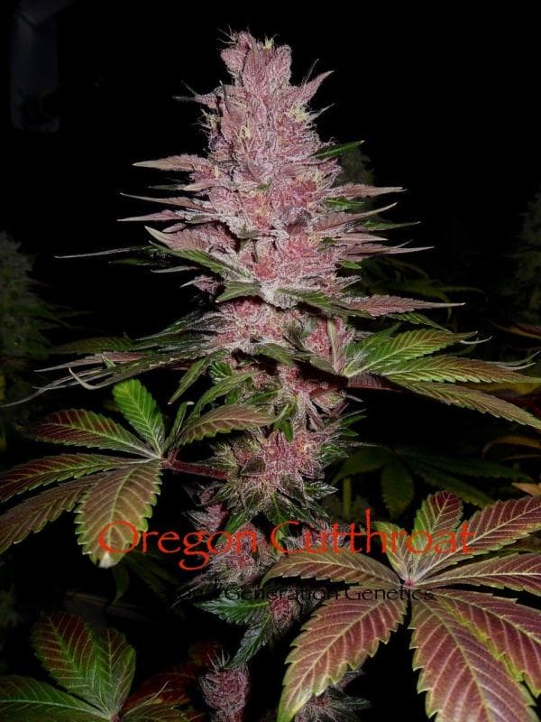 Oregon Cutthroat (Black Rose #3 x F4 Blueberry) *LIMITED EDITION* 10 Regular Seeds