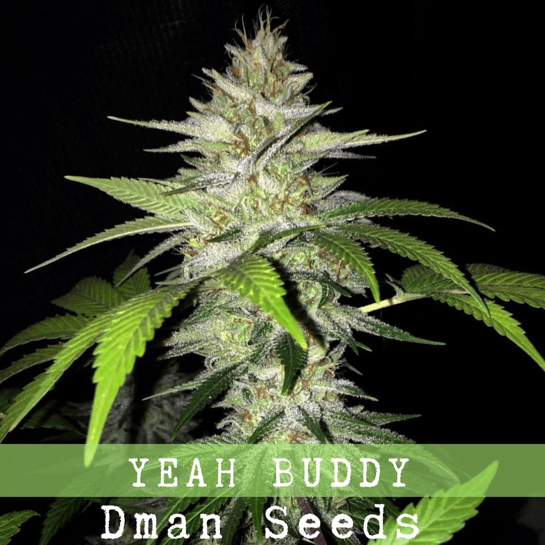 old school bubble gum strain old school bubble gum strain