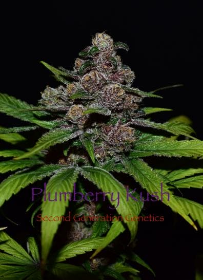 Plumberry Kush (Purple Unicorn x F4 Blueberry) 14 LIMITED EDITION Regular Seeds