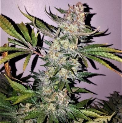 Blueberry Smoothie (Strawberry Banana x Old Time Bubble Gum) 12 Regular Seeds