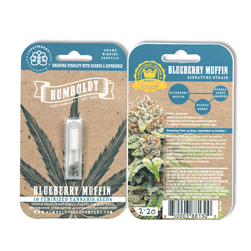 Blueberry Muffin F3 (Purple Panty Dropper x Razzle Berry) 10 Feminized