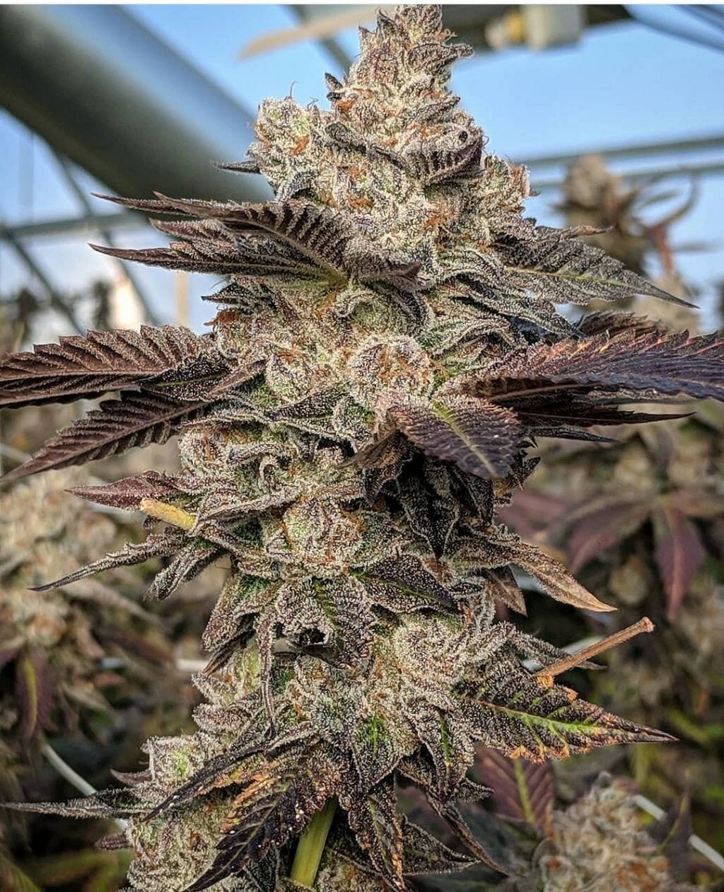 Gelato S1 (Gelato 41 x Gelato 41 RVSD) 6 Feminized Seeds DCSE