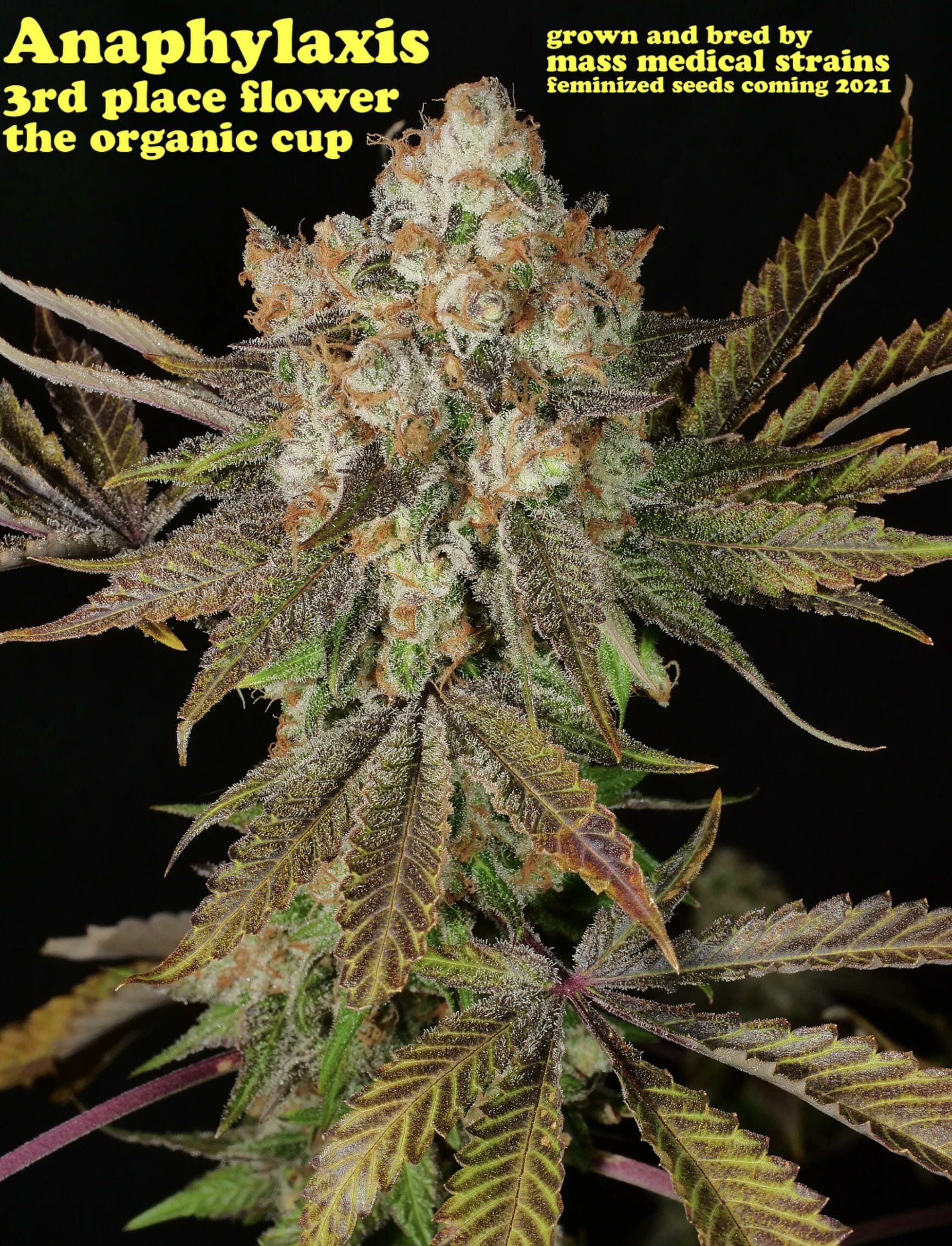 Anaphylaxis F1 (Peanut Butter Breath x Deadly Sativa) 7 Feminized Seeds