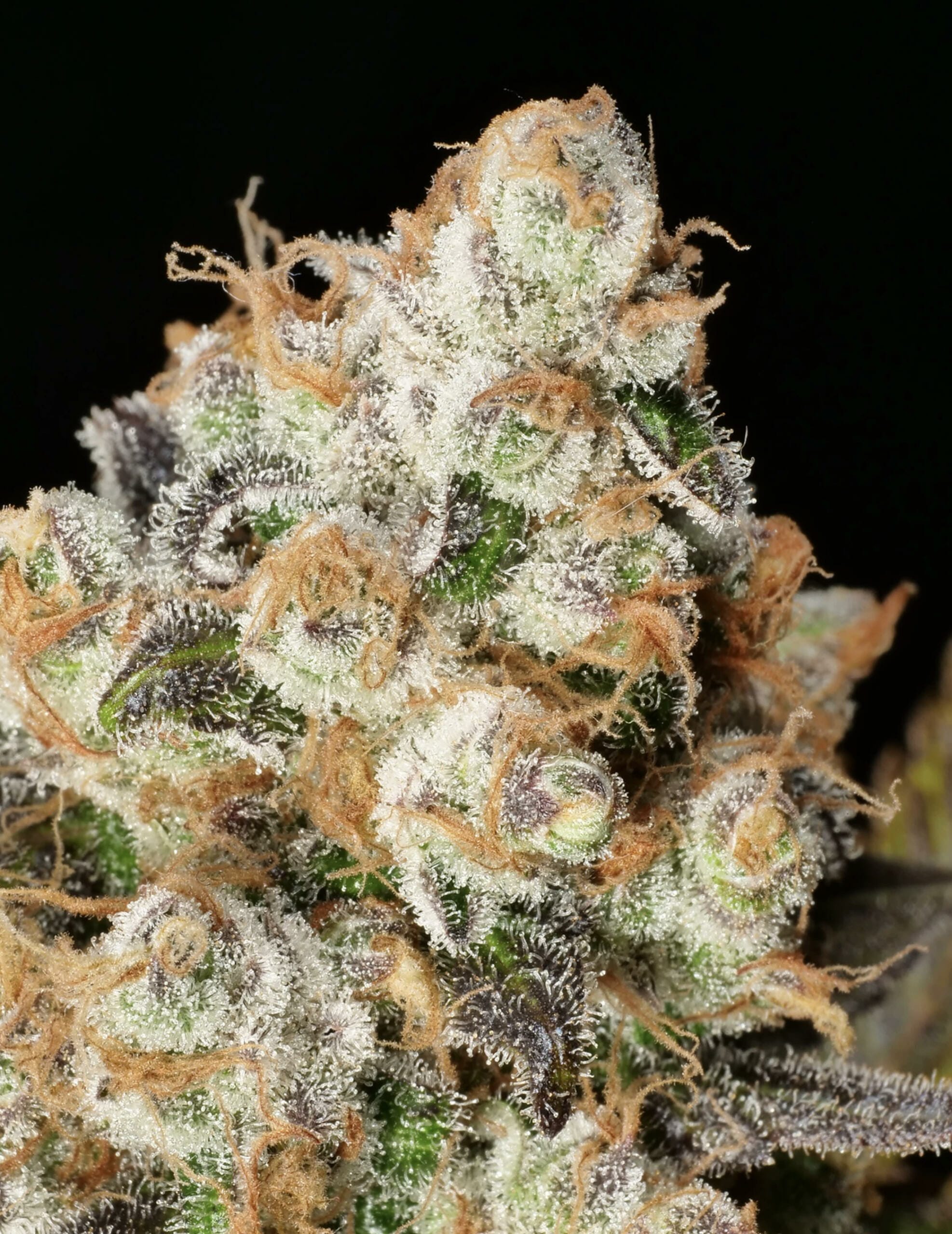 Anaphylaxis F1 (Peanut Butter Breath x Deadly Sativa) 7 Feminized Seeds