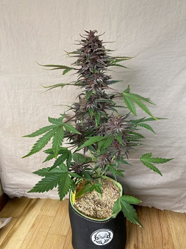Black Strap Auto (Anvil F7 (Reversed) x Black Label Cookies III) 3