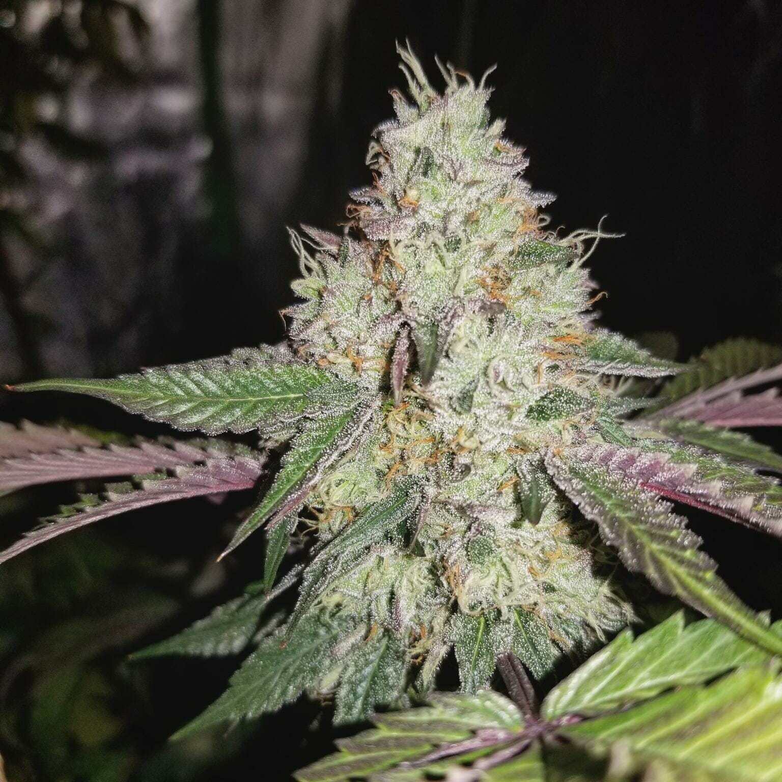 LA Pure Kush S1 7 Feminized Seeds DCSE