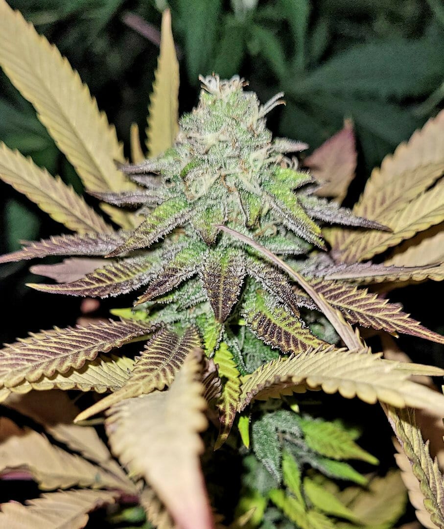 Banana Blow F1 (Banana Punchsicle x [GMO x Swayze]) 10 Regular Seeds - DCSE