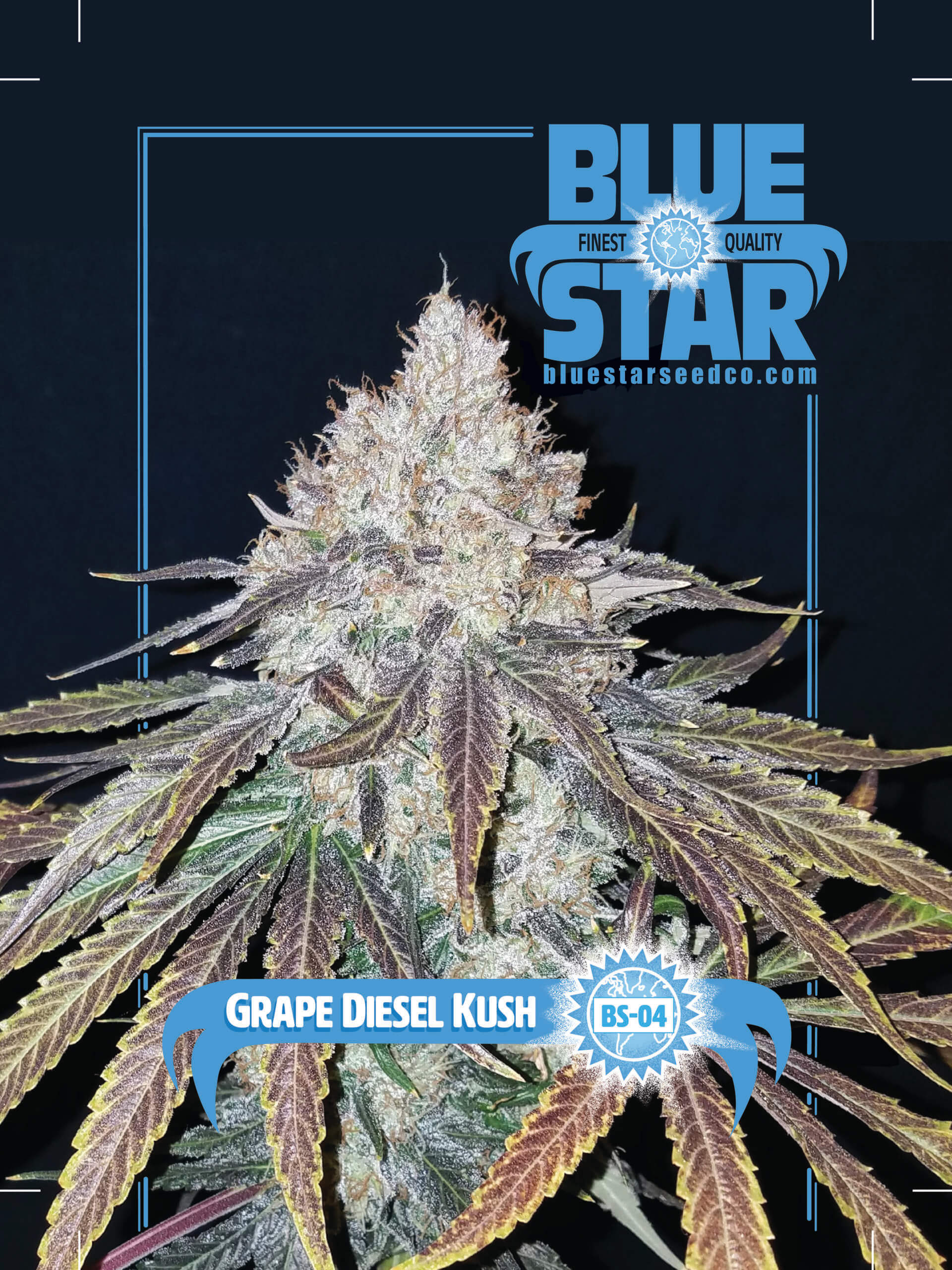 Grape Diesel Kush 10 Regular Seeds DCSE