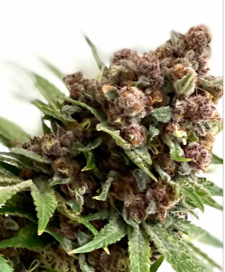 Frosted Raspberries S1 (Frosted Raspberries x Frosted Raspberriesrvsd