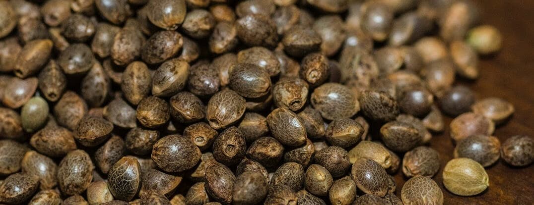 BulkSeeds