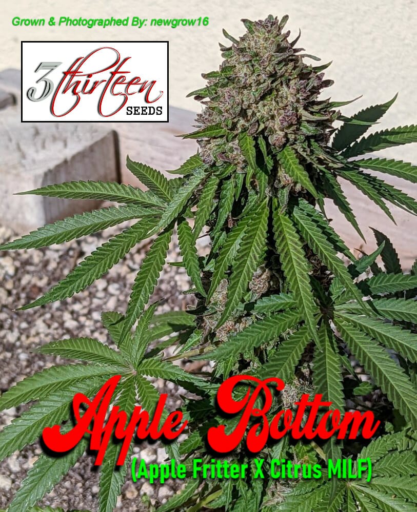 Apple Bottom F1 (Apple Fritter x Citrus MILF rev) 7 Feminized Seeds DCSE